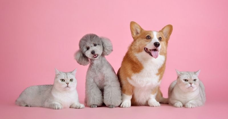 Thiết bị và khu vực hỏa táng thú cưng chuyên dụng