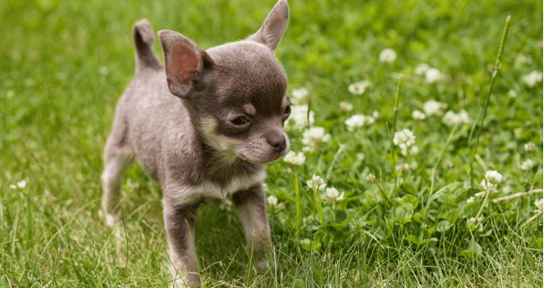 Kinh nghiệm chọn mua chó Chihuahua thuần chủng