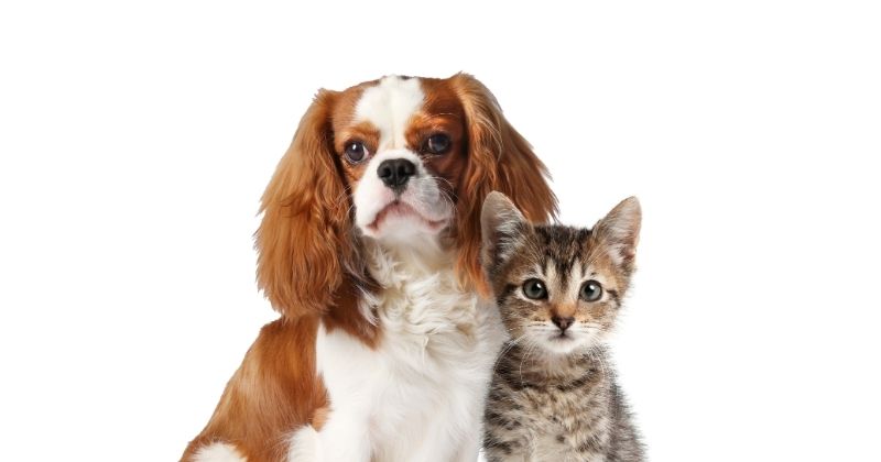 Dấu chân và vòng cổ được lưu giữ trước khi hỏa táng thú cưng