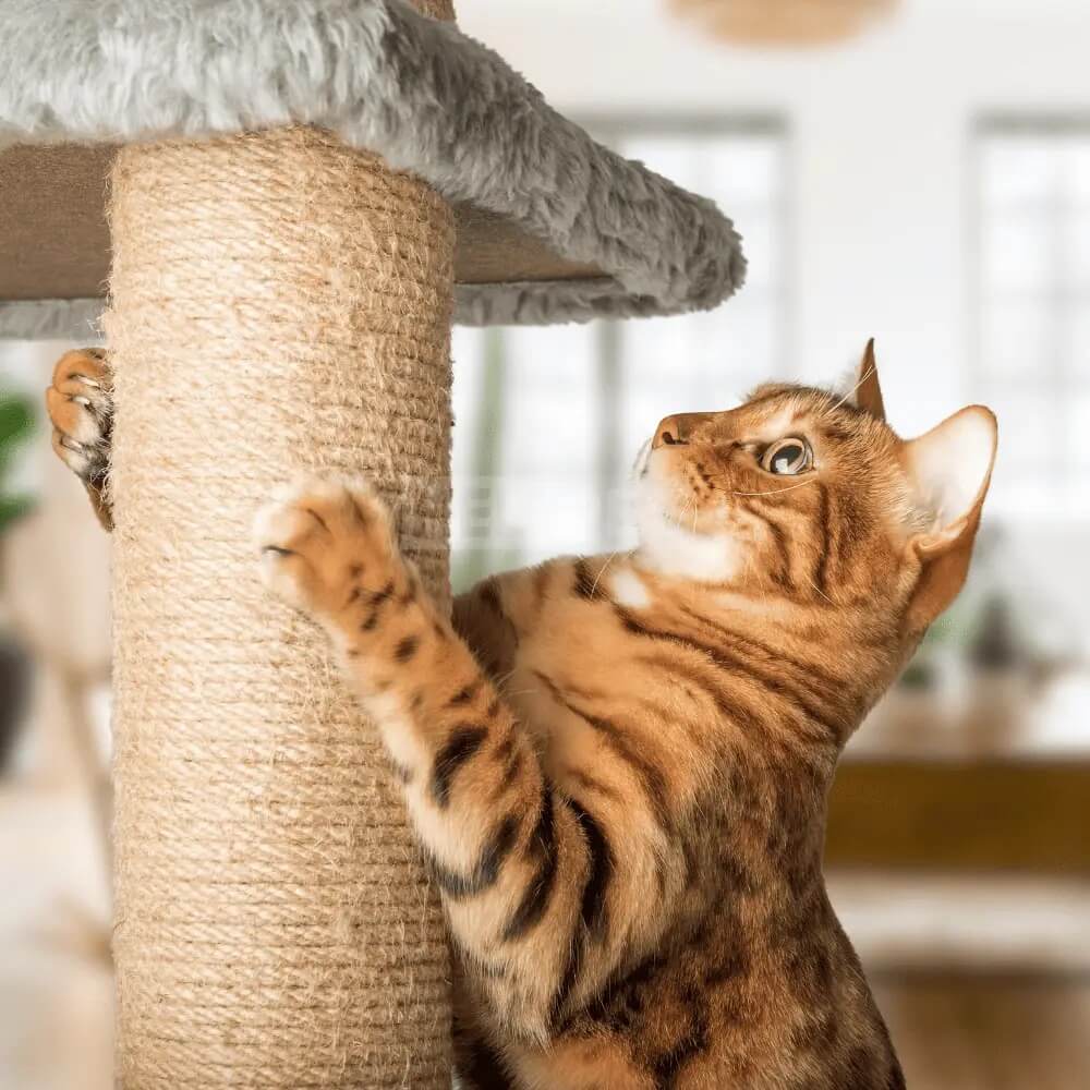 Lợi ích của nhà cây với các bé mèo cưng