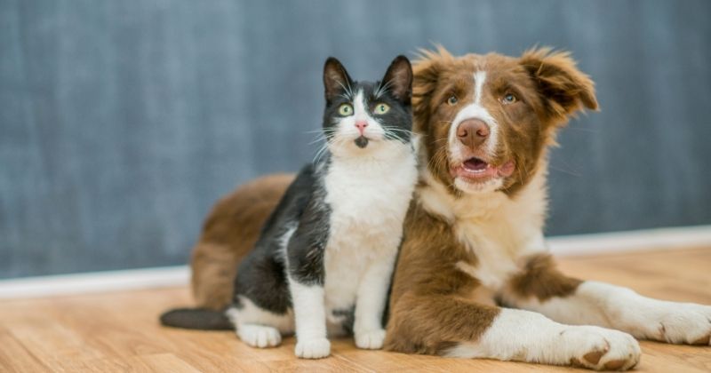 Thẻ nhận diện và biên nhận dịch vụ hỏa táng thú cưng