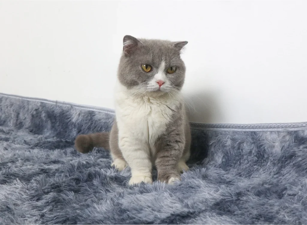 Mèo Anh lông ngắn bicolor