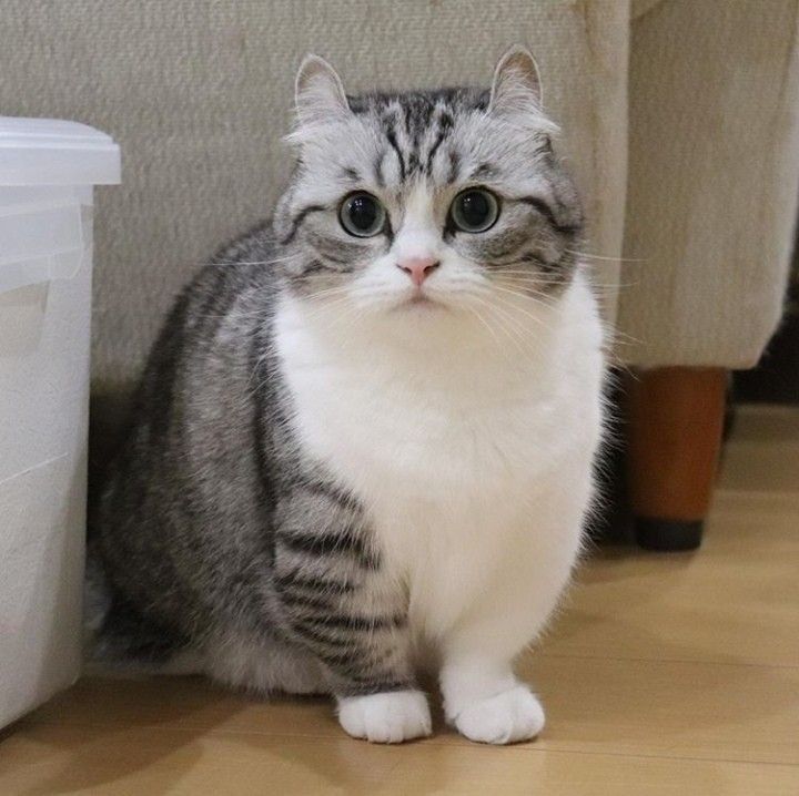 Mèo Anh lông ngắn Munchkin