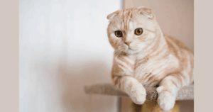 Mèo Anh lông ngắn tai cụp