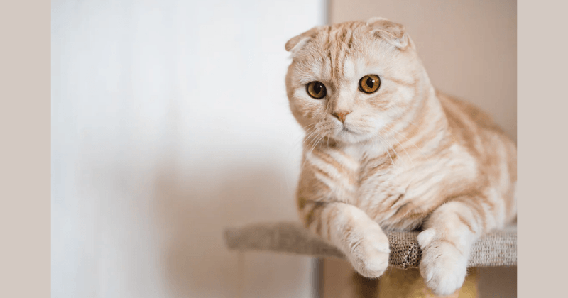 Mèo Anh lông ngắn tai cụp