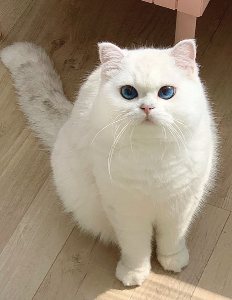 Mèo Anh lông ngắn trắng
