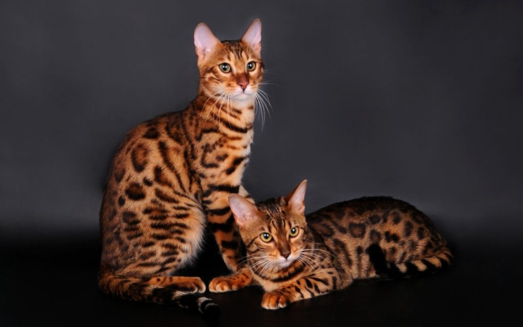 Mèo Bengal