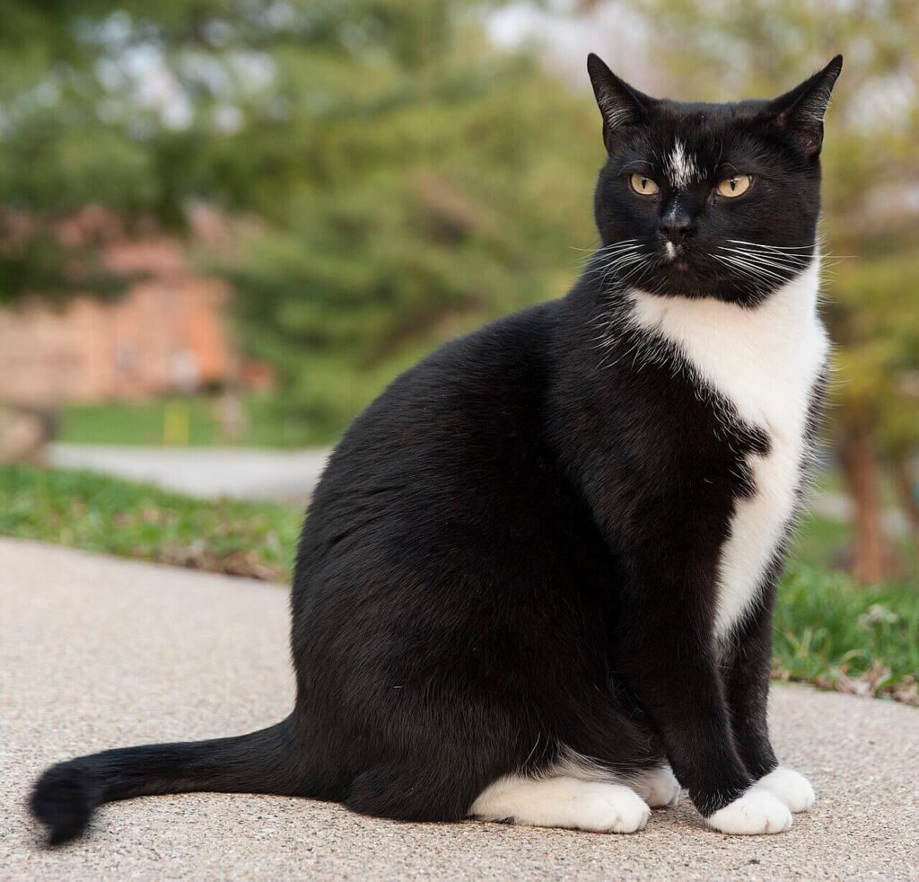Mèo Tuxedo là một trong các giống mèo cảnh độc đáo nhất