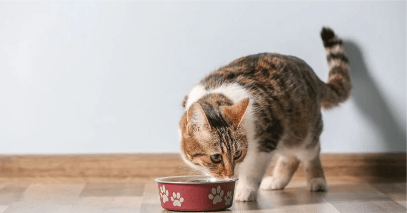 Mèo bị tiêu chảy nên ăn gì?