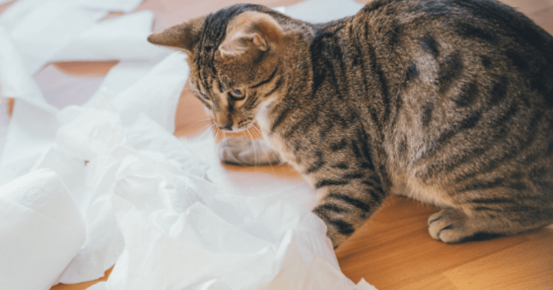 Mèo bị tiêu chảy uống thuốc gì?