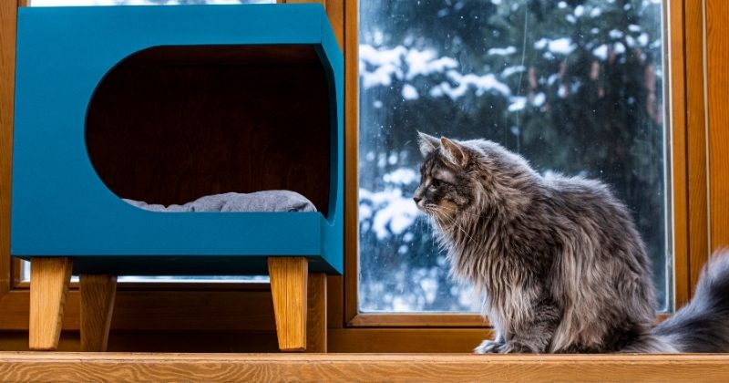 Mèo nằm trong nhà ngủ kín dạng hang có cửa thông thoáng