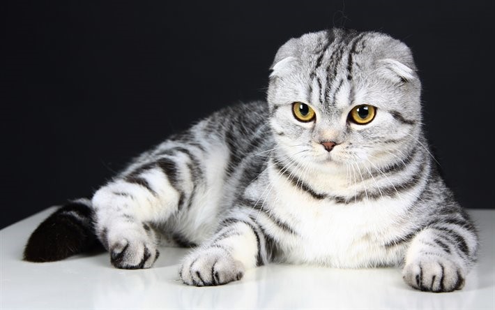 Mèo tai cụp xinh xắn, đáng yêu