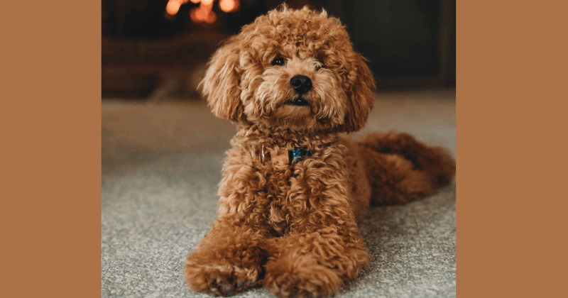 Miniature Poodle