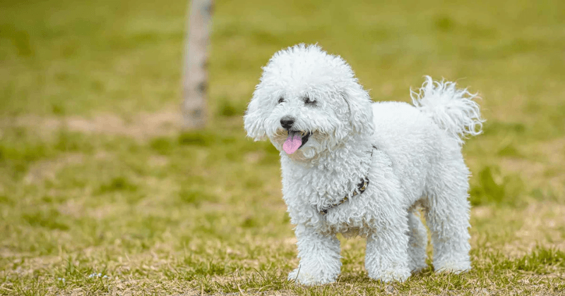 Nguồn gốc của chó Poodle