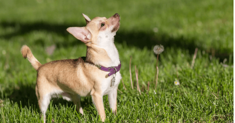 Nguồn gốc xuất xứ của giống chó Chihuahua