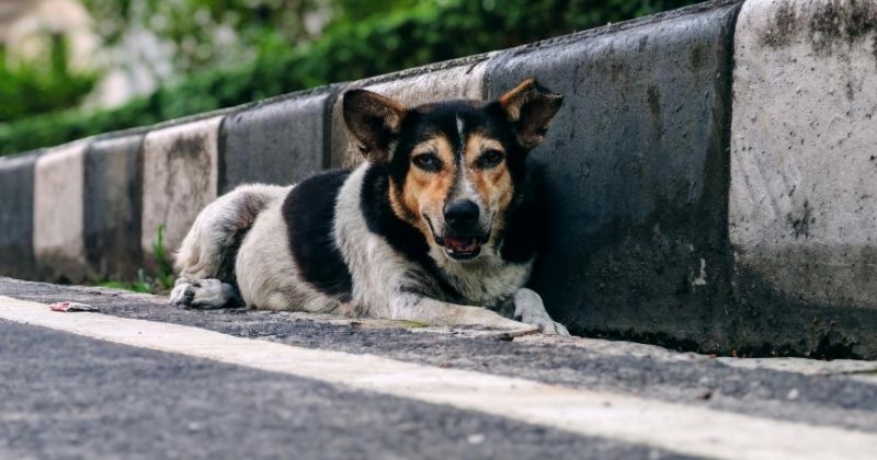 Các yếu tố ảnh hưởng đến chi phí hỏa táng chó mèo