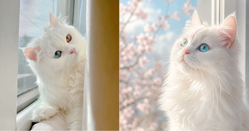 Các yếu tố ảnh hưởng đến giá mèo Anh lông dài trắng