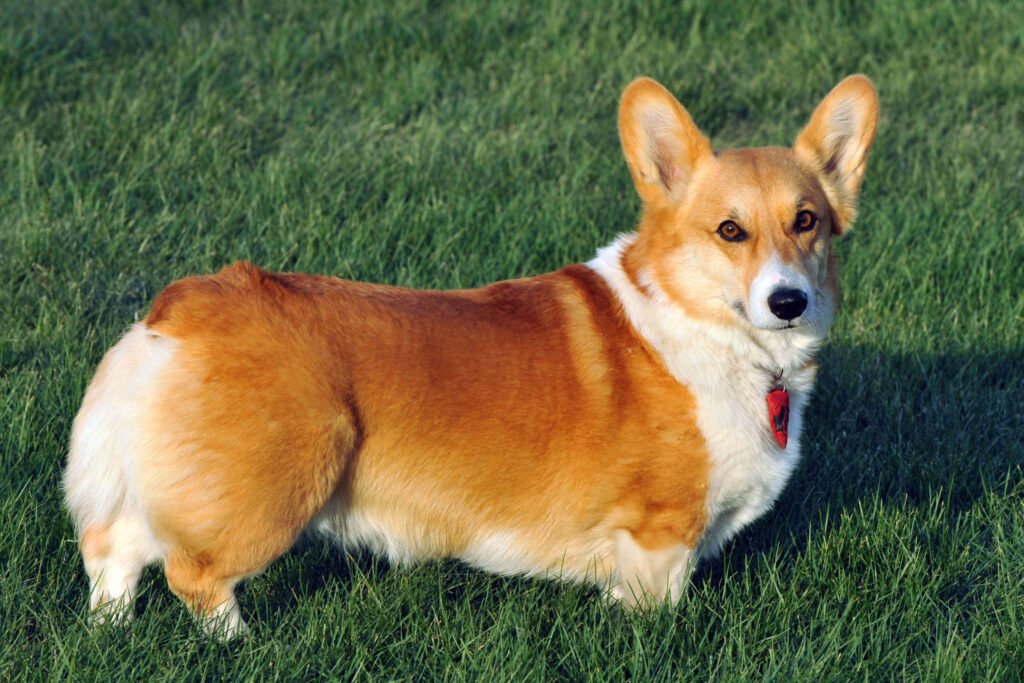 Giống Pembroke Welsh Corgi
