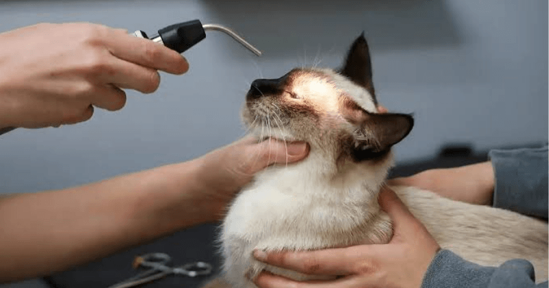 Phương pháp chẩn đoán FIP ở mèo