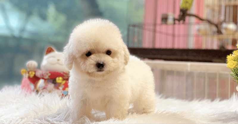 Poolde là một trong các giống chó cảnh được ưa chuộng nhất tại Việt Nam