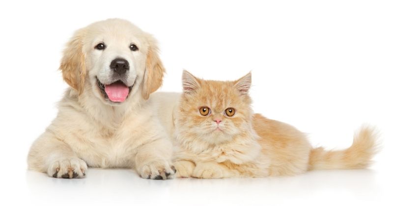 Quy trình hỏa táng chó mèo từ tiếp nhận đến trả tro cốt