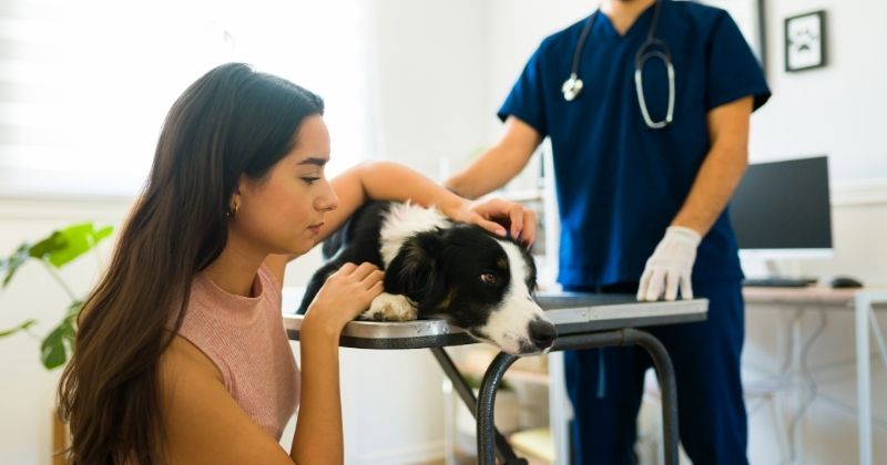 So sánh hỏa táng riêng và hỏa táng chung cho chó mèo
