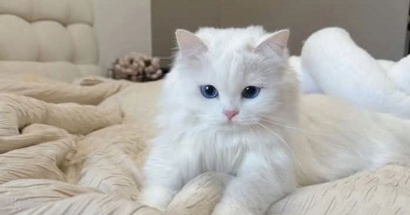 So sánh mèo Anh lông dài trắng thuần với mèo bicolor