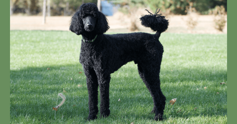 Standard Poodle