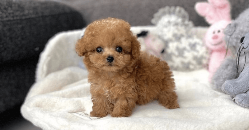 Teacup Poodle