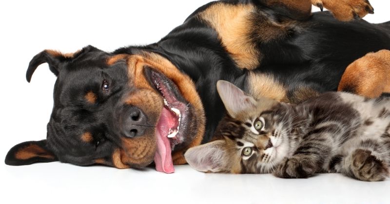 Thẻ nhận diện chó mèo trong quy trình hỏa táng riêng