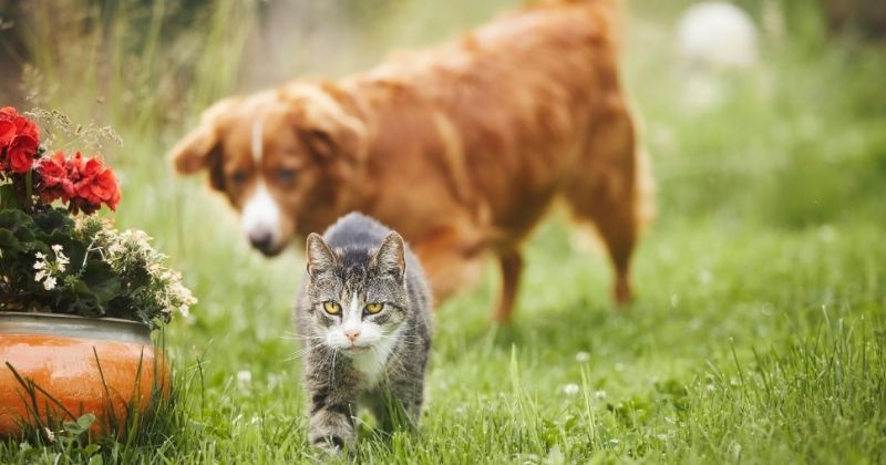 Tiêu chí đánh giá dịch vụ hỏa táng chó mèo uy tín