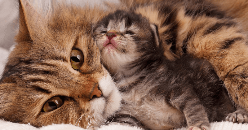 Tiêu chí lựa chọn nuôi các giống mèo cảnh