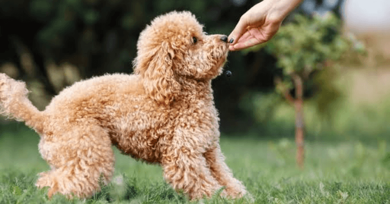 Tính cách của chó Poodle