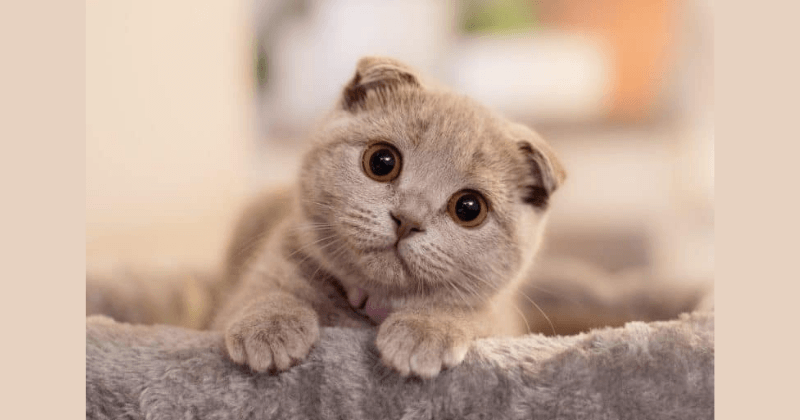Tính cách thường thấy của mèo Anh lông ngắn tai cụp