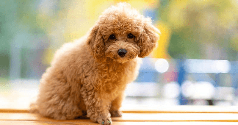 Toy Poodle