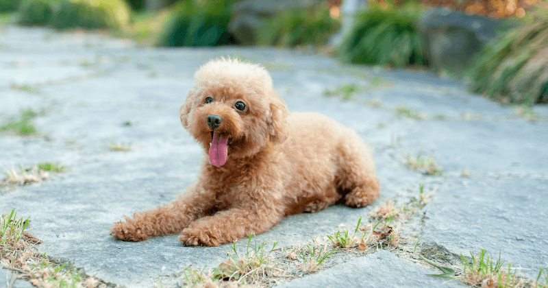 Vấn đề sức khỏe thường gặp ở giống chó Poodle