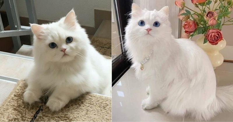 Lau vùng mắt cho mèo Anh lông dài trắng bằng gạc mềm