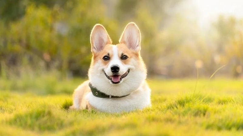 Câu hỏi thường gặp về giống chó Corgi