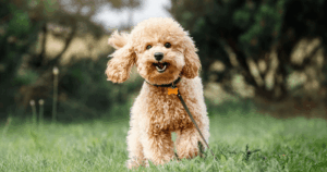 Chó Poodle