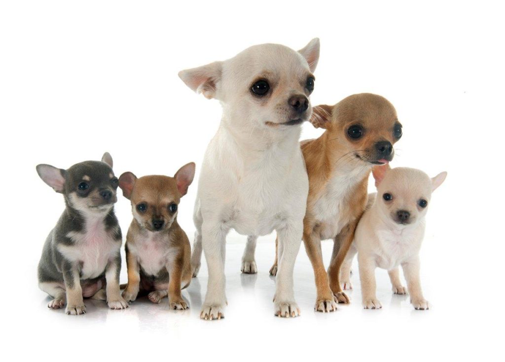 Chó cảnh mini