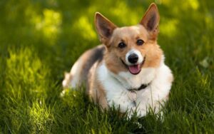 Chó Corgi