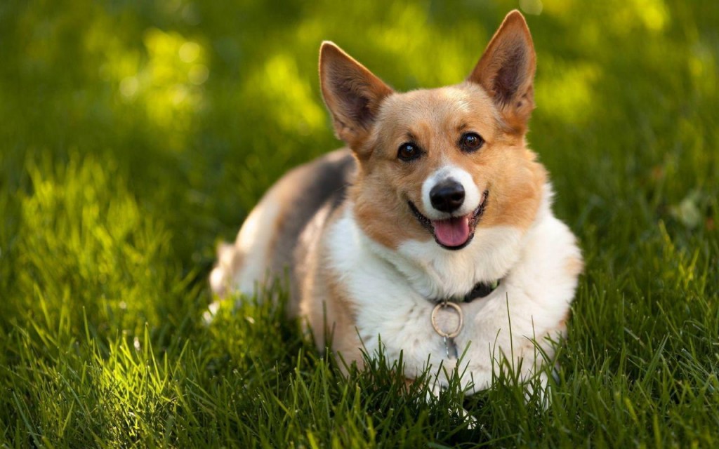 Chó Corgi