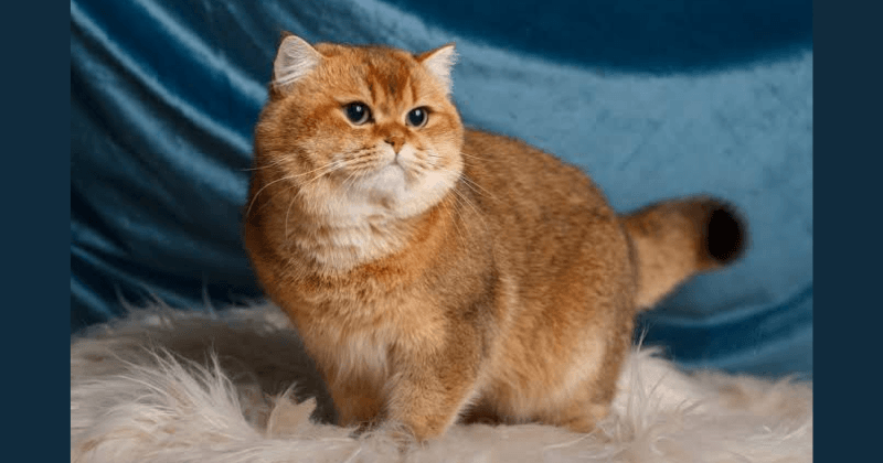 Mèo Anh lông ngắn