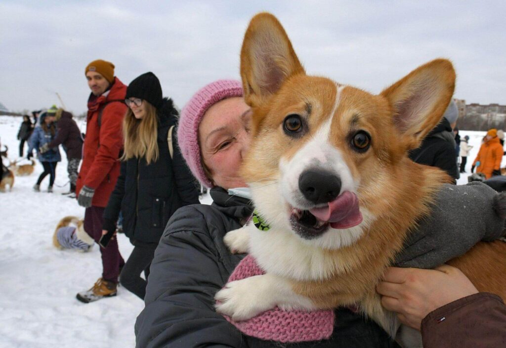Nguồn gốc của chó Corgi