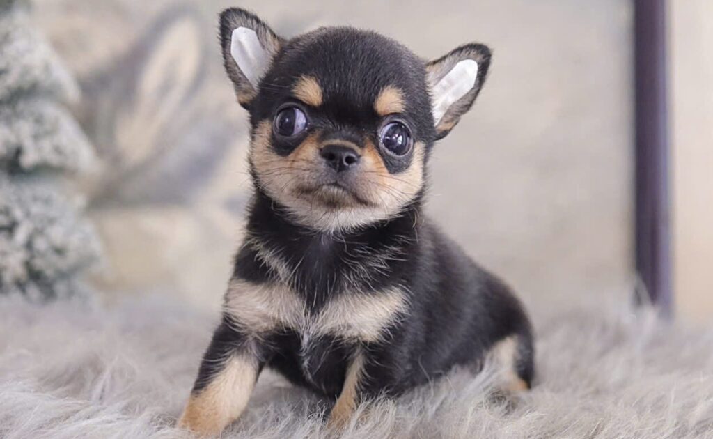 Chó Chihuahua Mini: Đặc Điểm, Cách Nuôi & Bảng Giá Chi Tiết 6 Cách nuôi và chăm sóc giống chó Chihuahua mini