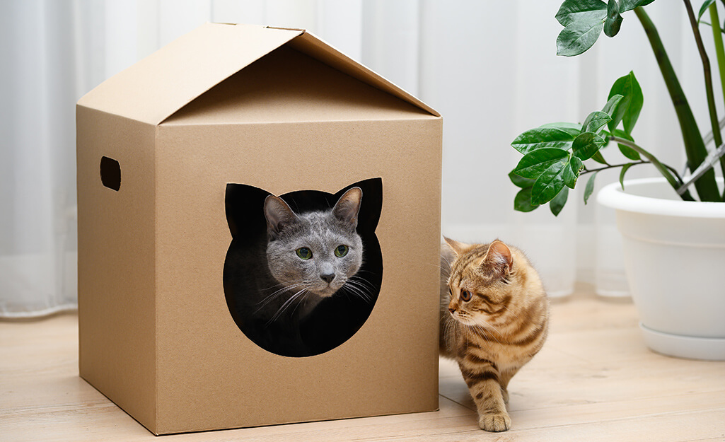 Cách vệ sinh và bảo quản nhà cho mèo bằng thùng giấy
