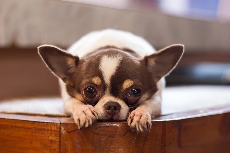 Chó Chihuahua Mini: Đặc Điểm, Cách Nuôi & Bảng Giá Chi Tiết 2 Chó Chihuahua mini là gì