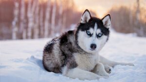 Chó Husky
