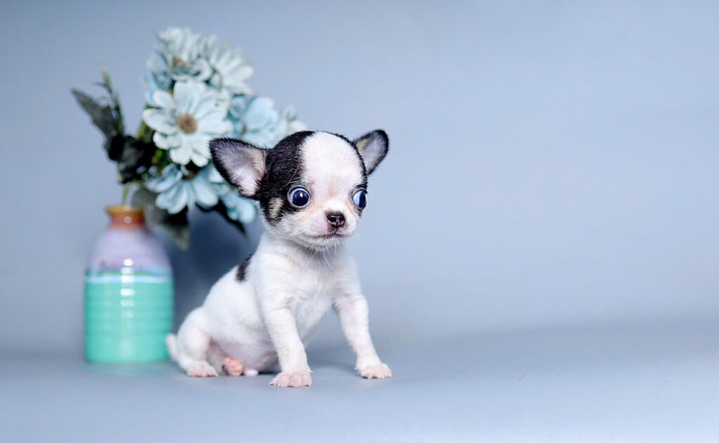 Chó chihuahua mini
