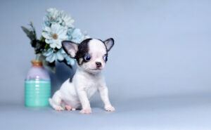 Chó chihuahua mini